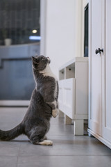 Grey cat, shot indoors