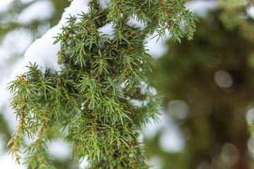 juniper structure colorful branches in the winter