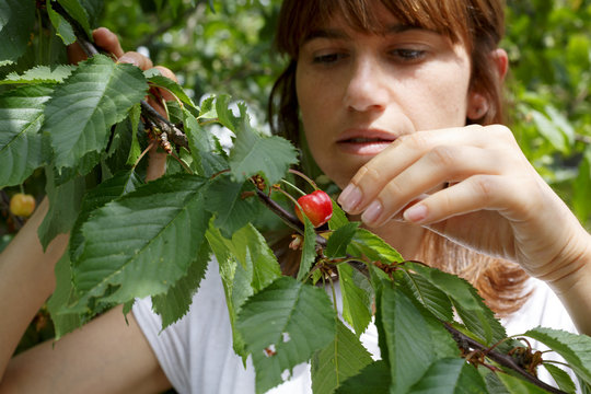 mano de mujer cogiendo una cereza