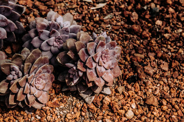 Succulent cactus Echeveria Desert rose on rocky ground and stones