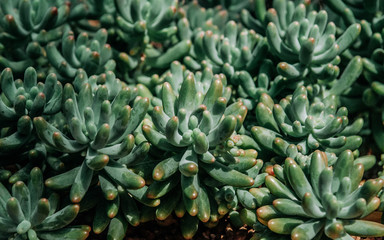 Succulent cactus Echeveria Pachyfitum Kudu lily on rocky ground and stones