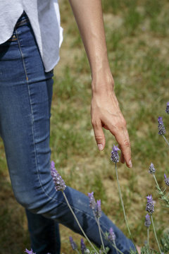 Mano de mujer tocando una planat de lavanda