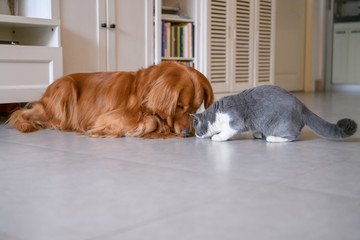 Golden Retriever and Cat