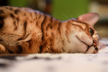 Bengal cat green eyes lying resting poses beautiful color leopard lion