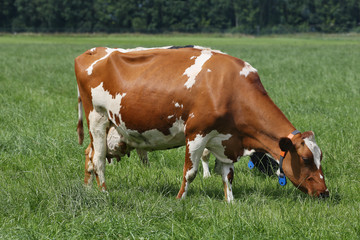 Dairy cows grazing on a pasture