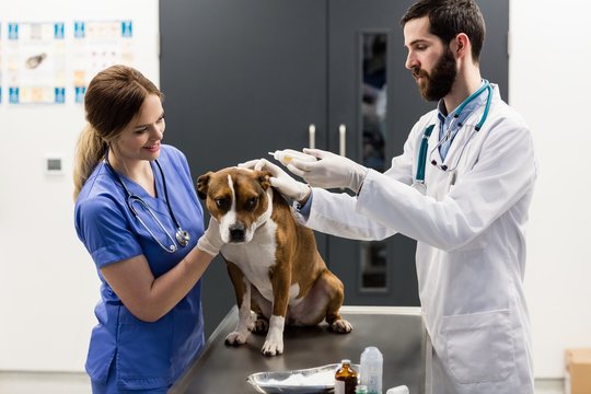 Vets putting ear drops in dog's ear