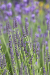 flowering lavender 
