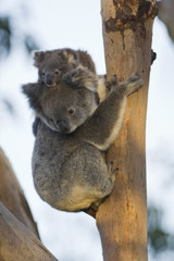 koala