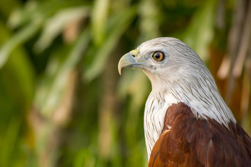 Side profile of Brahminy kite