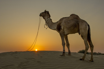 A camel with a desert sunset in the background