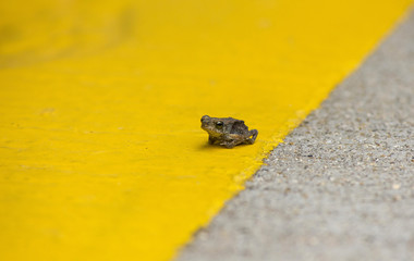 A tiny frog on dual color floor of yellow and concrete grey