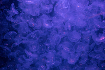 Vasca di Meduse