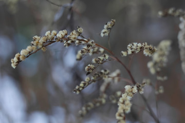 grass winter background