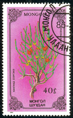 Ukraine - circa 2018: A postage stamp printed in Mongolia show Flower Ephedra sinica. Series: Flowers. Circa 1986.