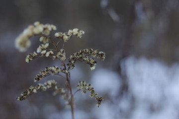 grass winter background