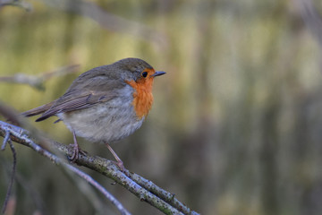 Robin close up