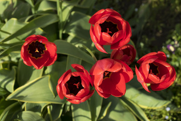 Rote Tulpen im Frühling 