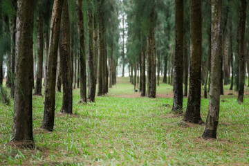 Row of pine trees background  .Decorated  nature.