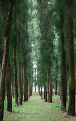 Row of pine trees background  .Decorated  nature.