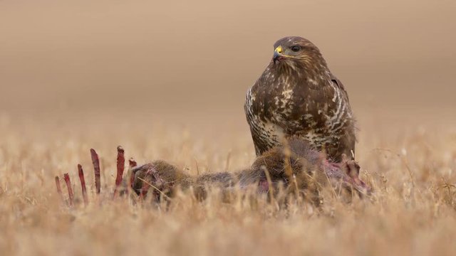 Common buzzard (Buteo buteo) eating dead roe deer