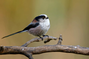 Schwanzmeise