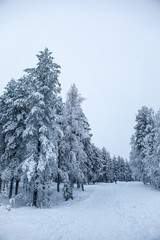 Fairy Tale Forest covered with snow. Finnish Lapland.