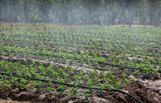 Watering Chrysanthemum flower with springer in midday of December for sell in market Thailand. 