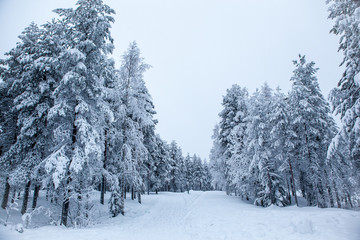 Fairy Tale Forest covered with snow. Finnish Lapland.