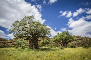 Papier Peint photo autocollant Baobab Baobab dans le parc national de Mapungubwe, Afrique du Sud