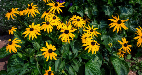 black eyed susan