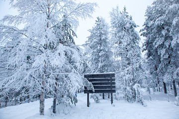Fairy Tale Forest covered with snow. Finnish Lapland.