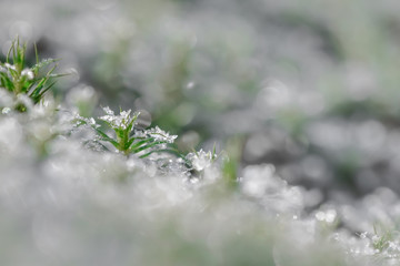 Frozen moss in winter in Holland