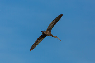 IBIS FASCICUL2