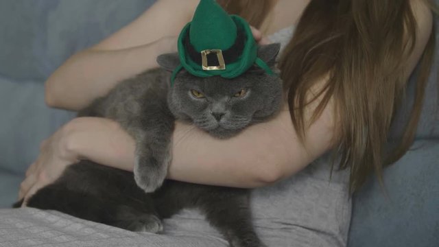 Close-up of woman stroking cat in green hat. Cat in hat Celebrates St. Patrick's Day. St. Patrick's Day. British cat.