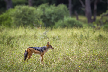 Black backed jackal in Mapungubwe National park, South Africa