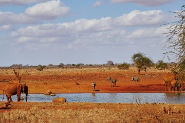 Obraz premium Elefanten und Zebras am Wasserloch des Tsavo Ost Kenia