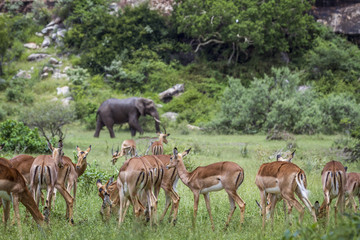 Naklejka na ściany i meble Common Impala in Mapungubwe National park, South Africa