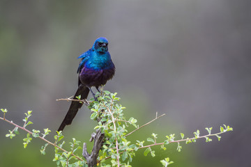 Meves's Glossy Starling in Mapungubwe National park, South Africa