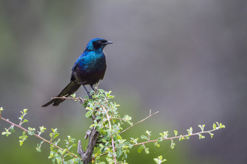 Meves's Glossy Starling in Mapungubwe National park, South Africa