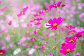 Pink and white cosmos flowers garden.