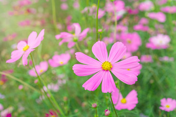 Pink and white cosmos flowers garden.