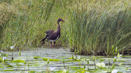 Spur winged Goose in Mapungubwe National park, South Africa