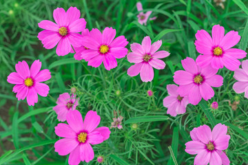 Fototapeta na wymiar Pink and white cosmos flowers garden.