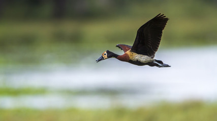White faced Whistling-Duck in Mapungubwe National park, South Africa