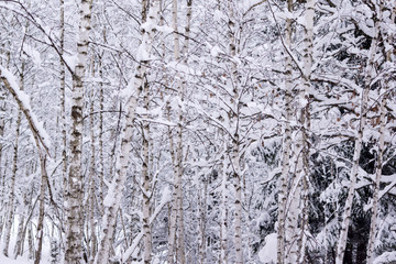 Obraz premium Winter snowy and trees.