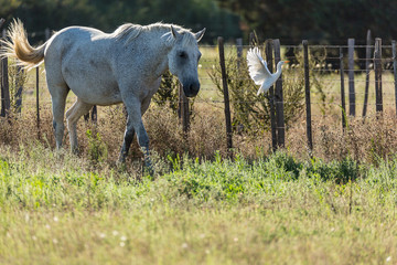 CHEVAUX DE CAMARGUE