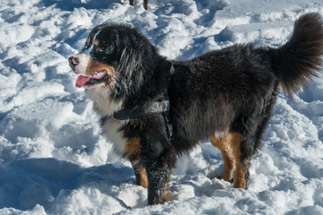 Appenzeller Sennenhund