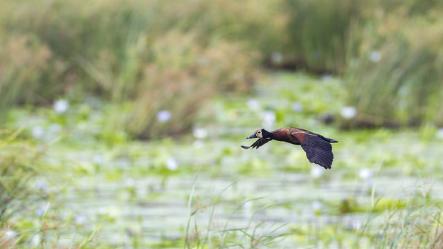 White faced Whistling-Duck in Mapungubwe National park, South Africa