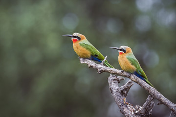 White fronted Bee eater in Mapungubwe National park, South Africa