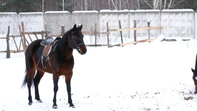 Brown saddled horses walking in an open paddock in winter